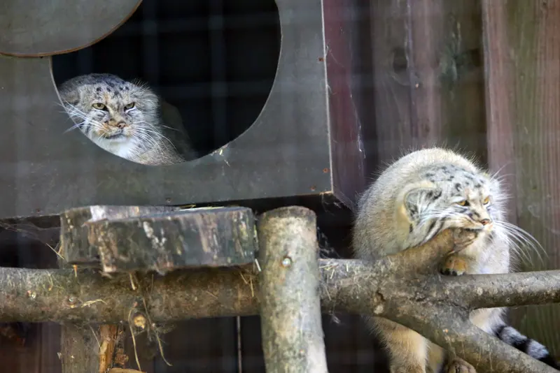 コシツェ動物園のアラニとアラニの子（2026年生まれ）Ⅱの写真