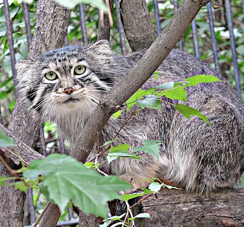 ノヴォシビルスク動物園のマヌルネコの写真