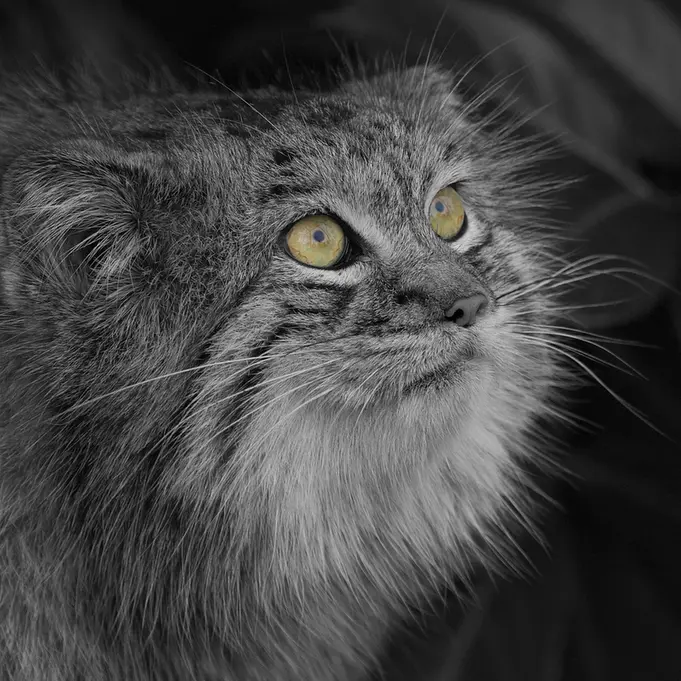 ビッグ・キャット・サンクチュアリのウェイ・シャンの写真