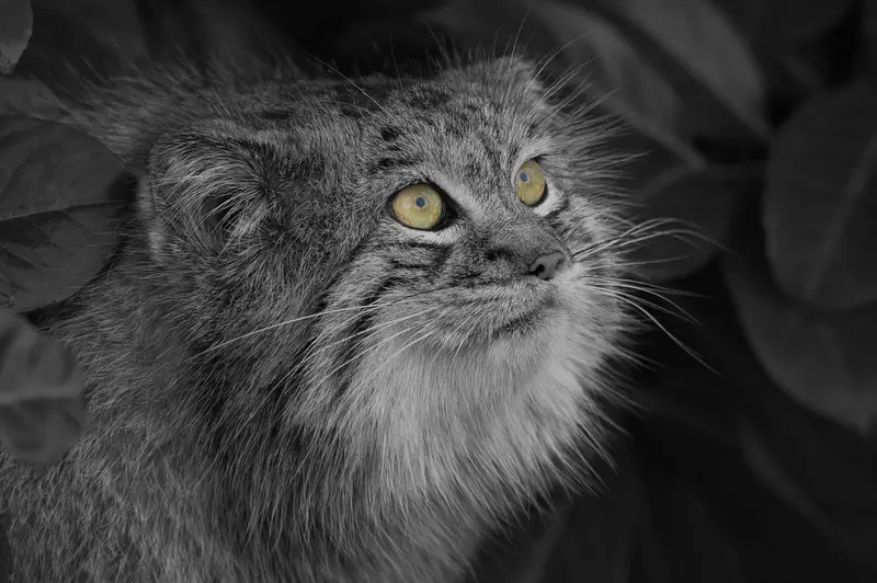 ビッグ・キャット・サンクチュアリのウェイ・シャンの写真