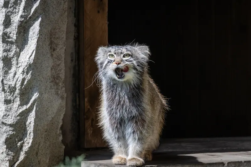 モスクワ動物園のティモフェイの写真