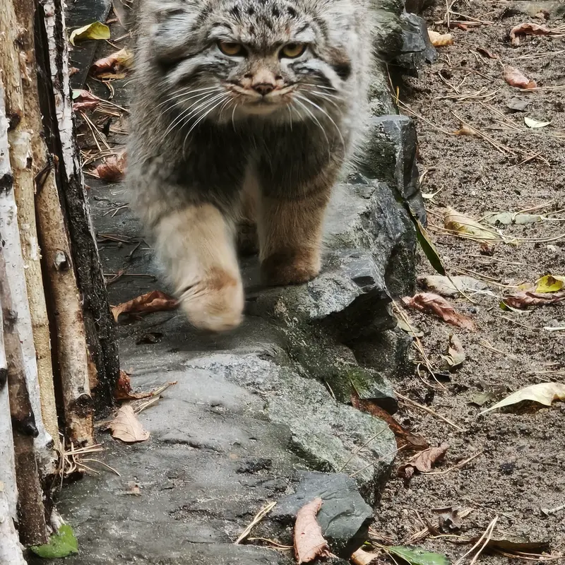 ノヴォシビルスク動物園のアデルの娘（2026年生まれ）Ⅱの写真