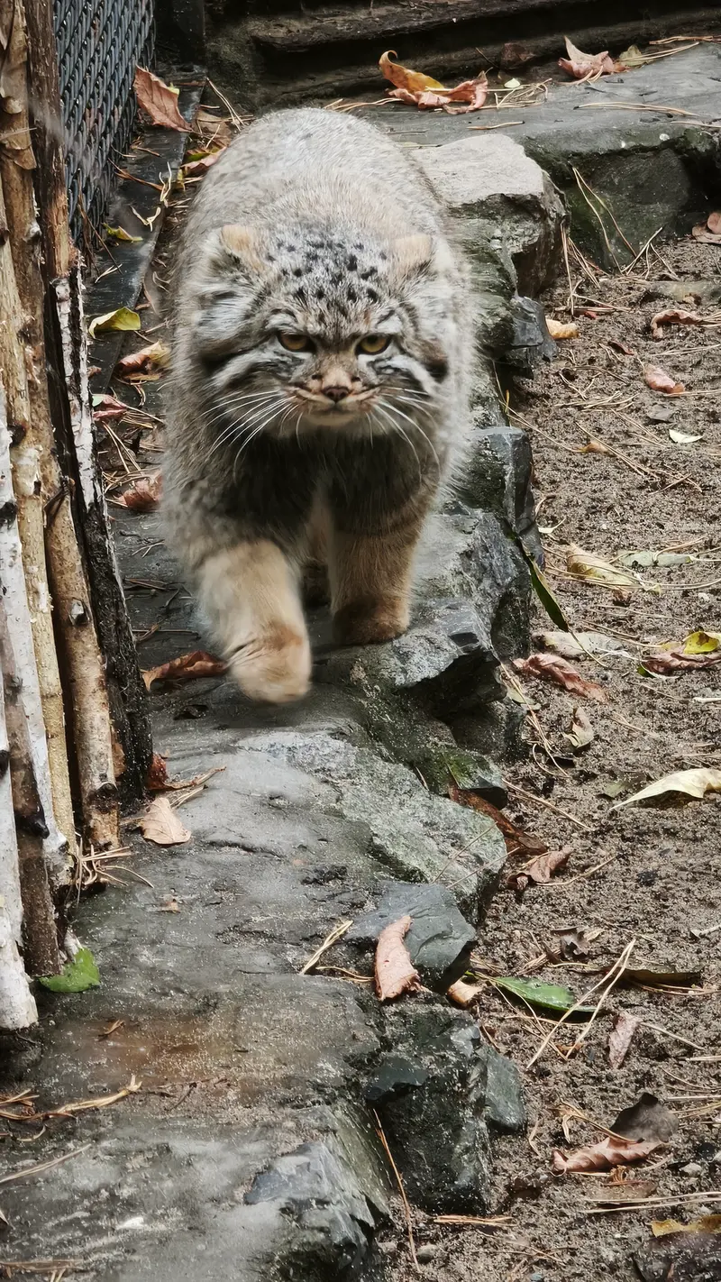 ノヴォシビルスク動物園のアデルの娘（2026年生まれ）Ⅱの写真