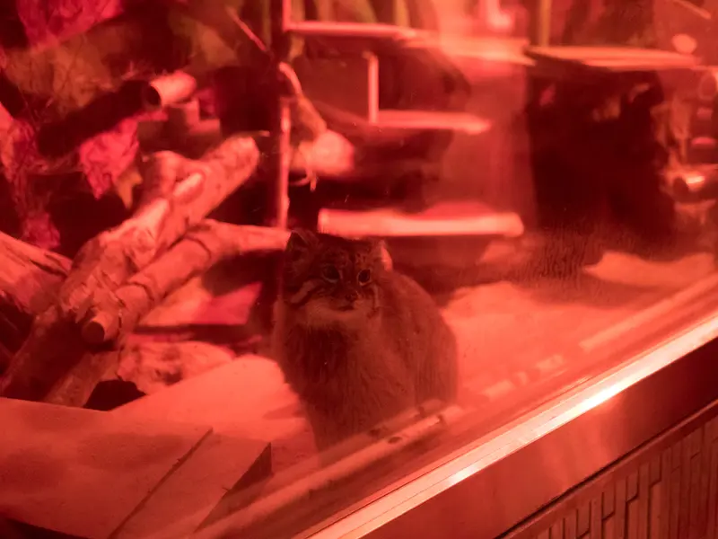 恩賜上野動物園のナイマの写真
