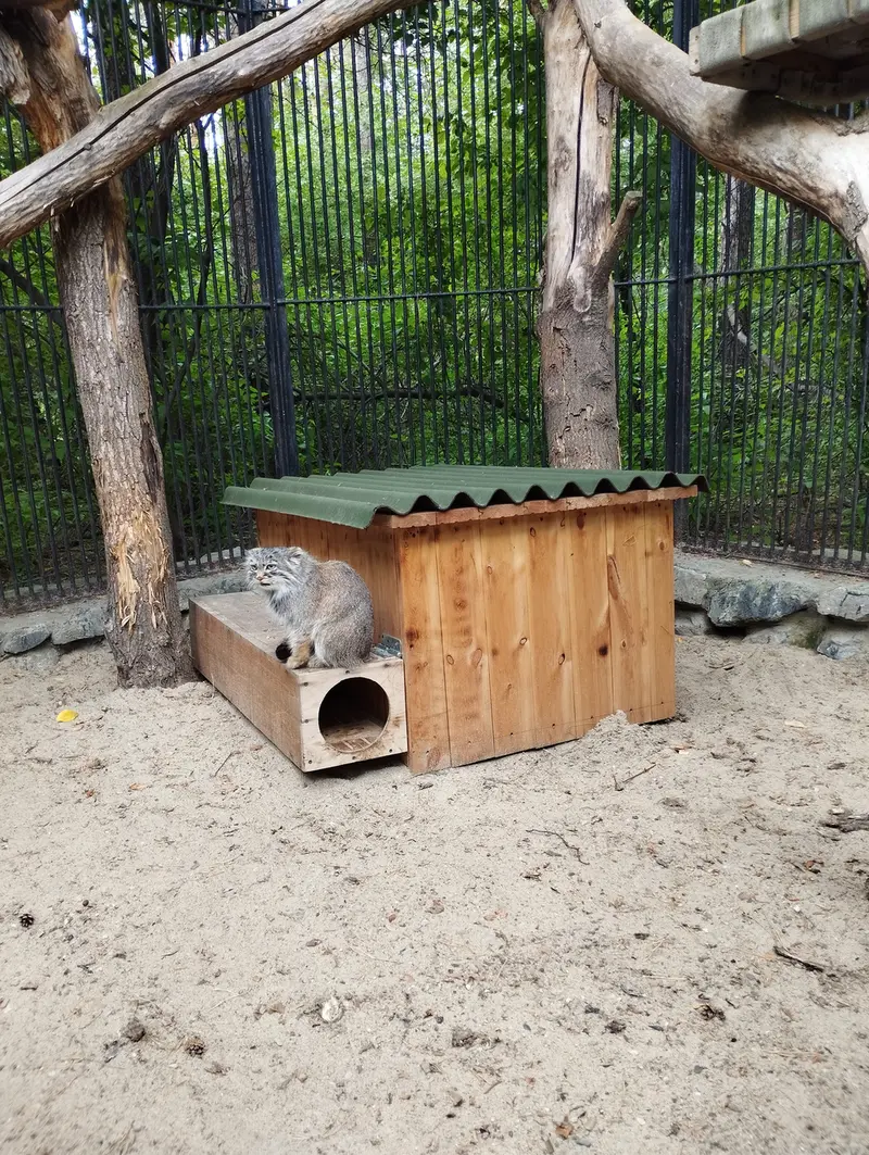 ノヴォシビルスク動物園のマヌルネコの写真
