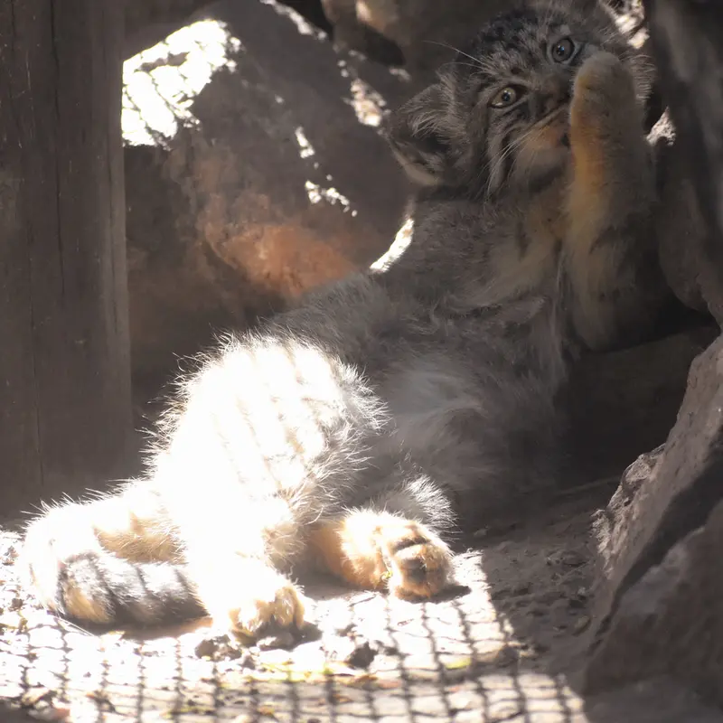 ブダペスト動物園＆植物園のボブの写真