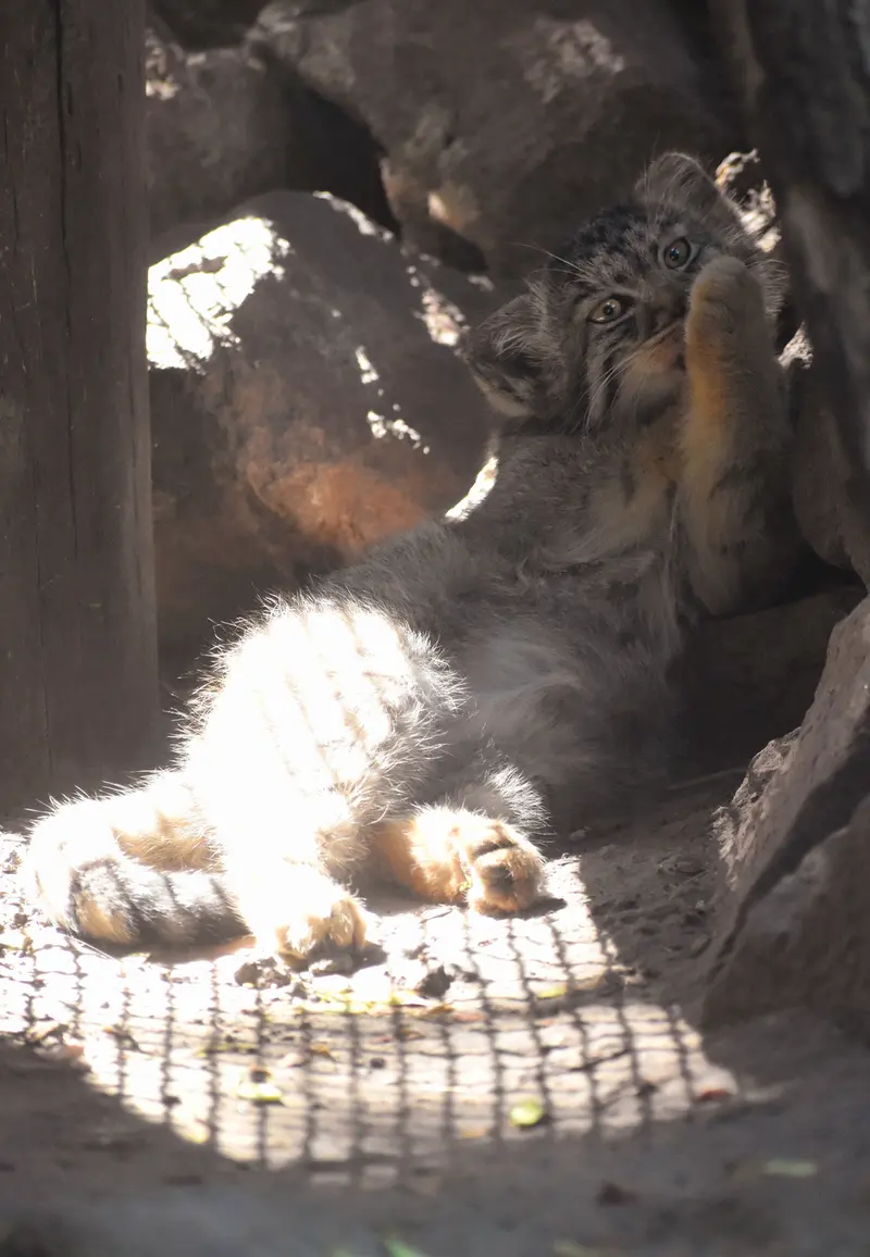 ブダペスト動物園＆植物園のボブの写真