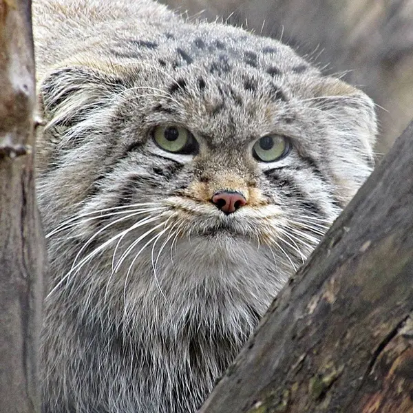 ノヴォシビルスク動物園のマヌルネコの写真