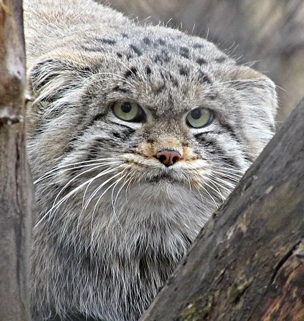 ノヴォシビルスク動物園のマヌルネコの写真