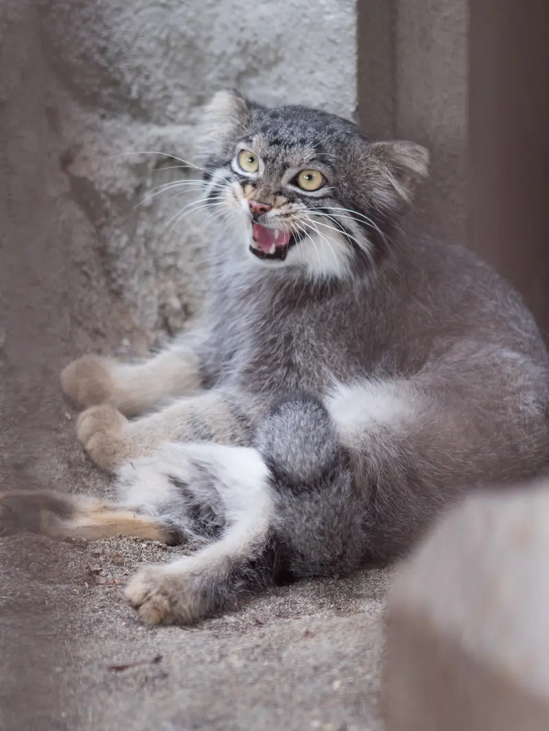 野毛山動物園のフィーガの写真