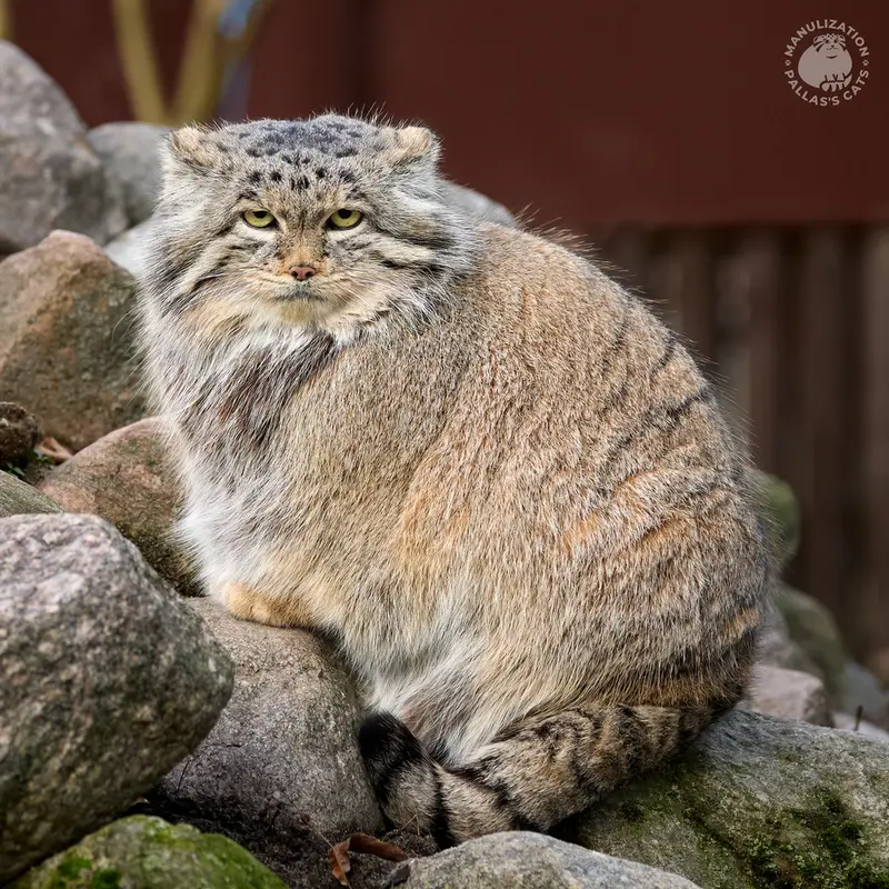 ポズナン新動物園のマニアの写真