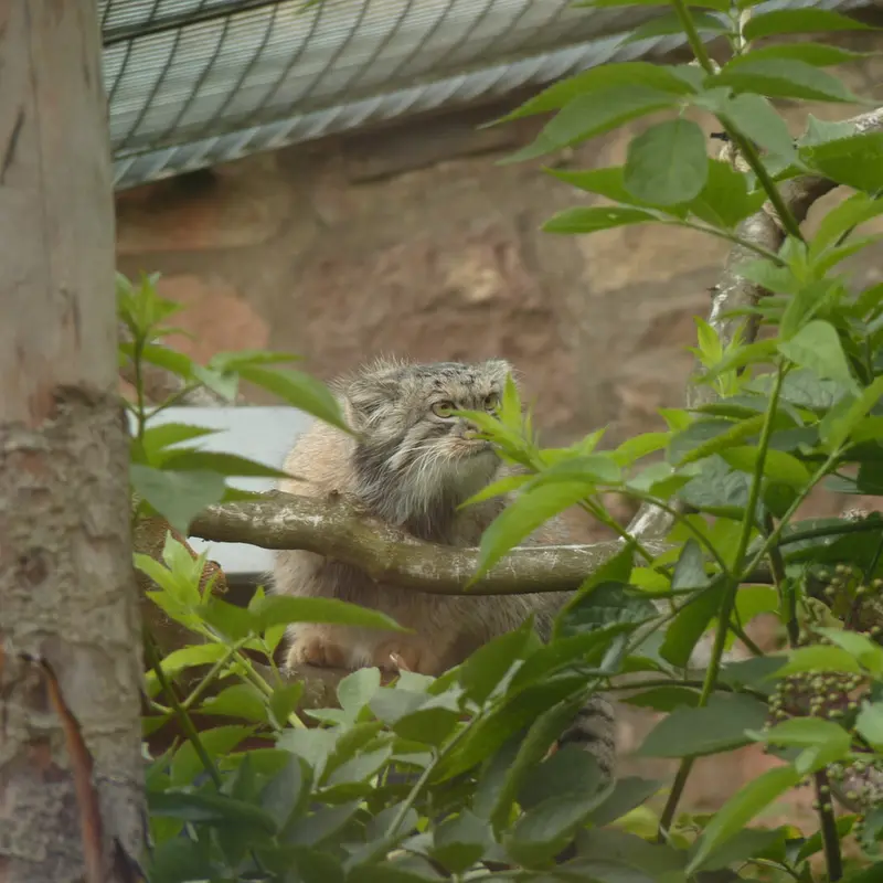 エディンバラ動物園のダッチェスの写真