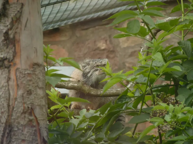 エディンバラ動物園のダッチェスの写真