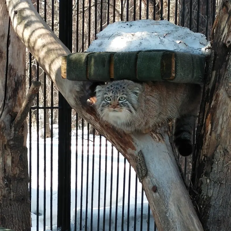 ノヴォシビルスク動物園のガビの写真