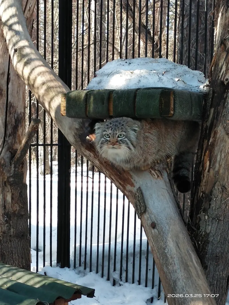ノヴォシビルスク動物園のガビの写真