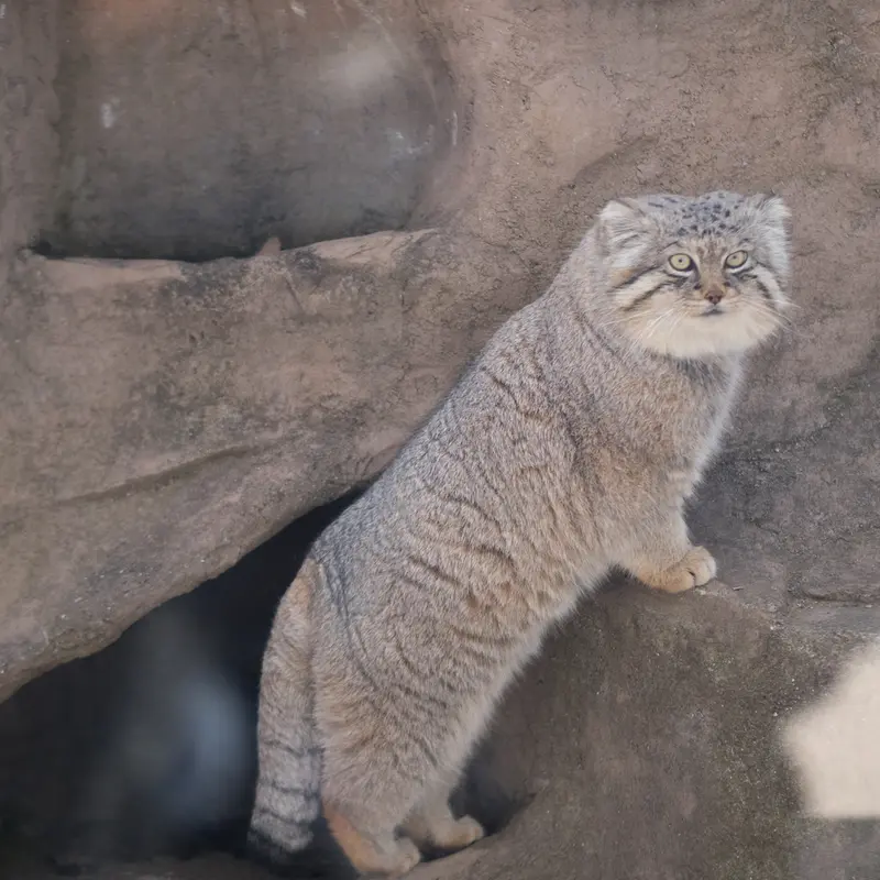 埼玉県こども動物自然公園のロータスの写真