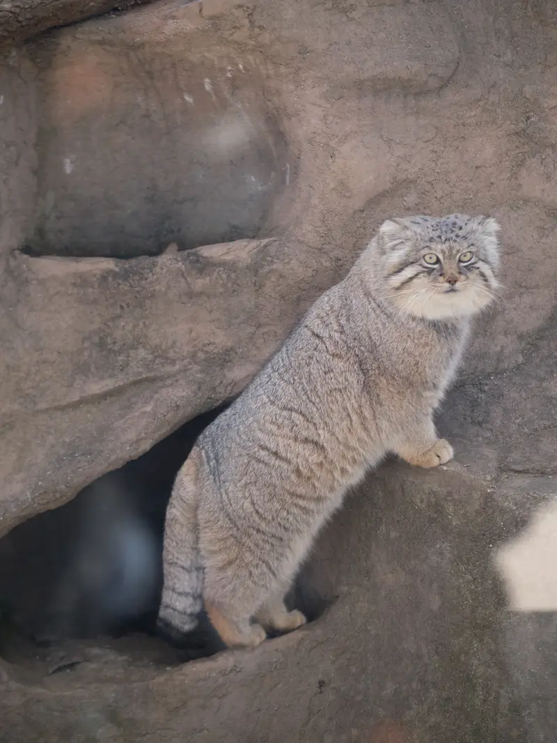 埼玉県こども動物自然公園のロータスの写真