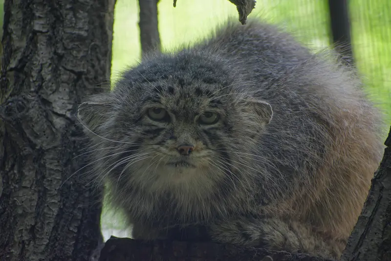 ブルノ動物園のムズタウの写真