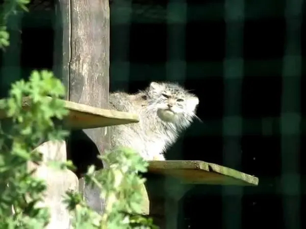 ゲルリッツ動物園のハミの動画