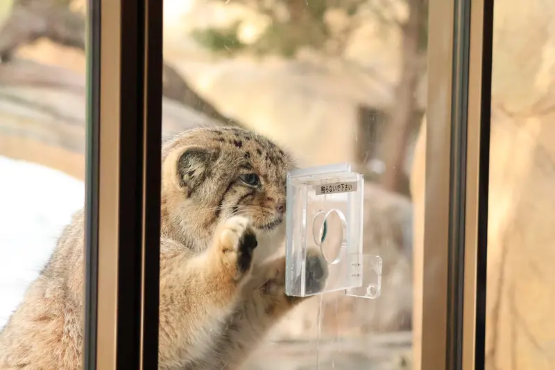 那須どうぶつ王国のボルの写真