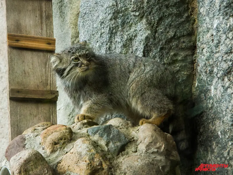 モスクワ動物園のヴァルヴァラの写真