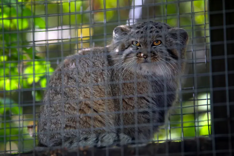 コシツェ動物園のアラニの子（2026年生まれ）Ⅰの写真