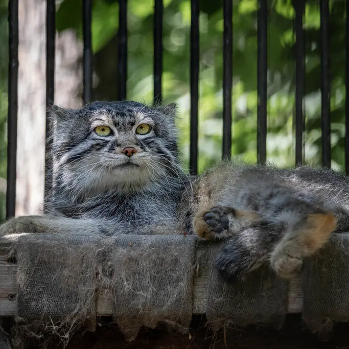 ノヴォシビルスク動物園のシルヴェスターの写真