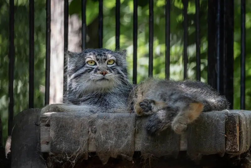 ノヴォシビルスク動物園のシルヴェスターの写真