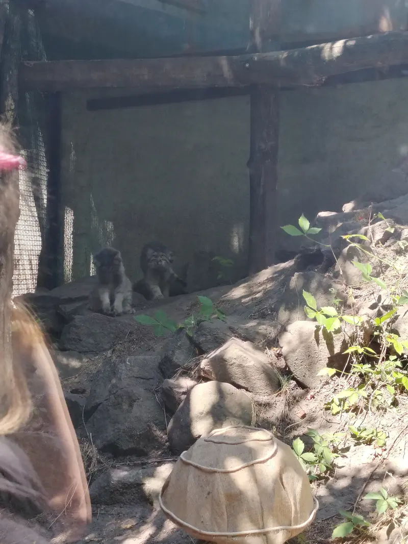 ブダペスト動物園・植物園のルーシーとボリス Ⅱの写真