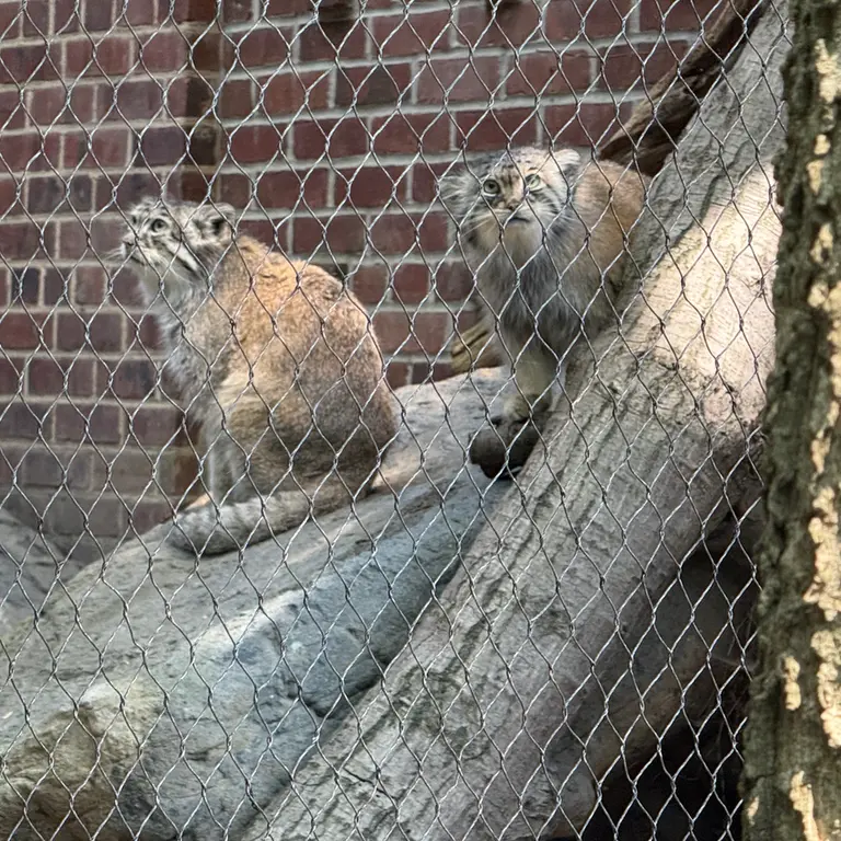 プロスペクト・パーク動物園のサルナイとバトゥの写真