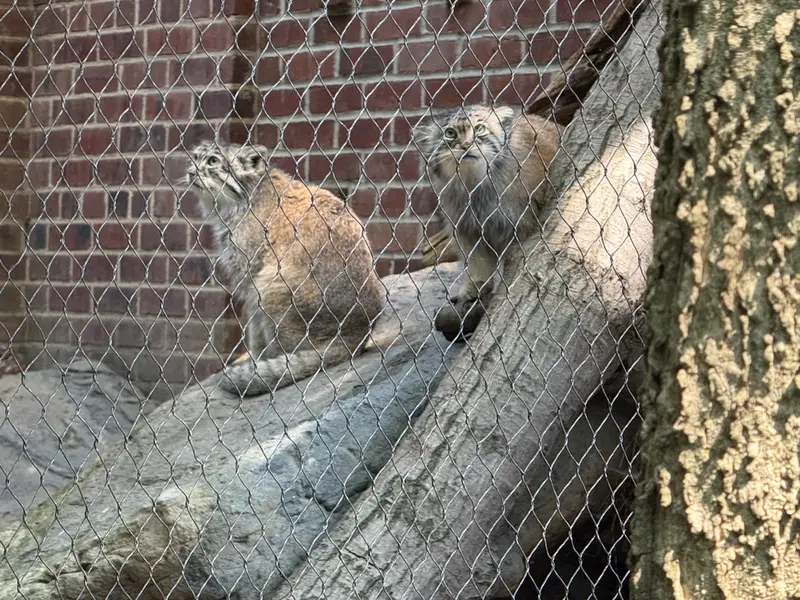 プロスペクト・パーク動物園のサルナイとバトゥの写真