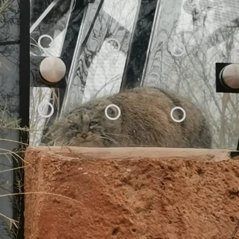 プラハ動物園のプリンセッサの写真