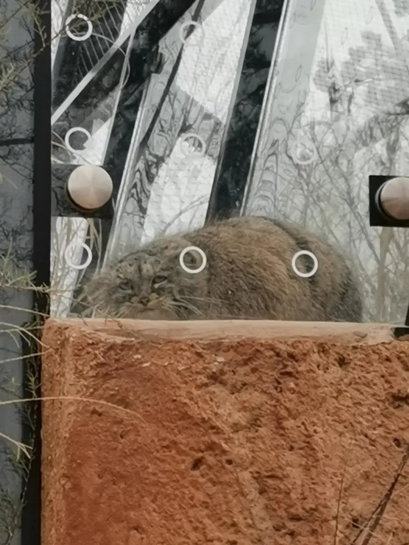 プラハ動物園のプリンセッサの写真