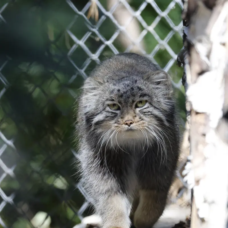 ノヴォシビルスク動物園のグレイの写真