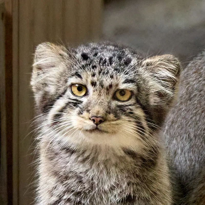 ノヴォシビルスク動物園のマヌルネコのイヴの子（2026年生まれ）Ⅴ