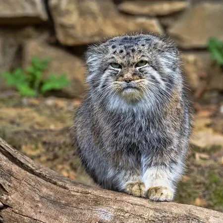 イフラヴァ動物園のマヌルネコの写真
