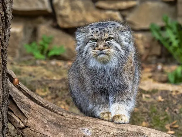 イフラヴァ動物園のマヌルネコの写真
