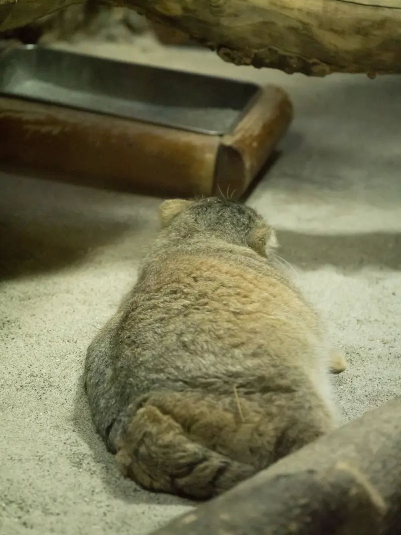 恩賜上野動物園のプリームラの写真