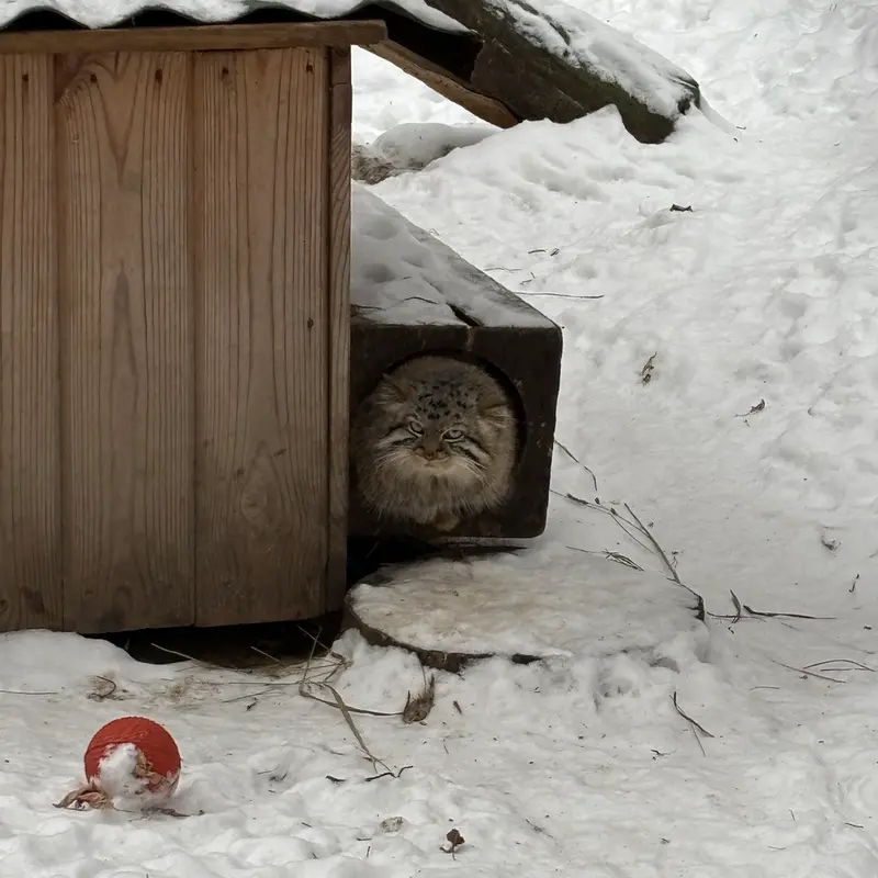 ノヴォシビルスク動物園のルフの写真