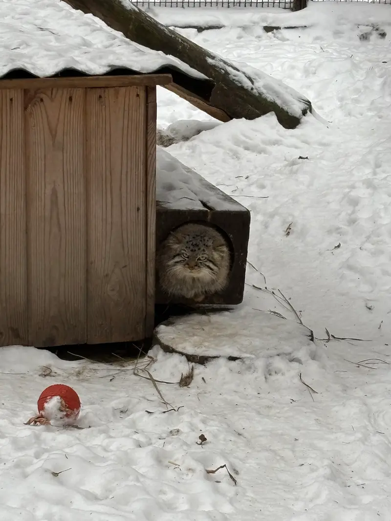 ノヴォシビルスク動物園のルフの写真