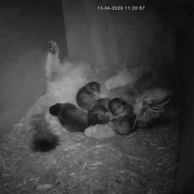 バーミングハム動物園のミーシャ、ミダス、ペルセウス、フィラリスとアトラスの写真
