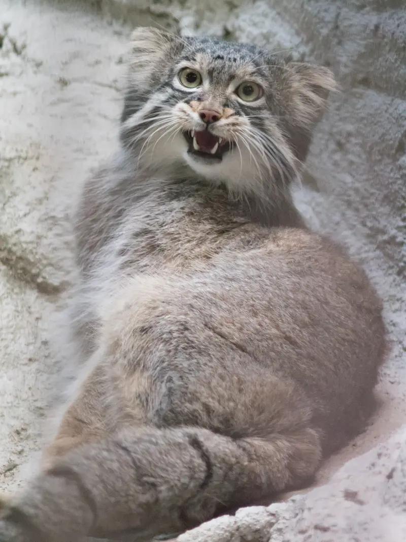 野毛山動物園のフィーガの写真