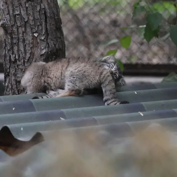 ノヴォシビルスク動物園のマヌルネコの写真