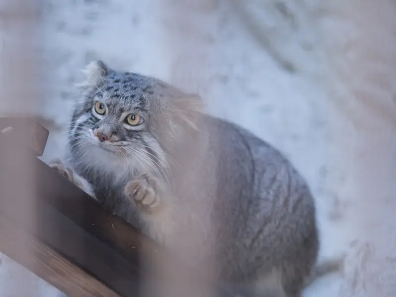 野毛山動物園のフィーガの写真
