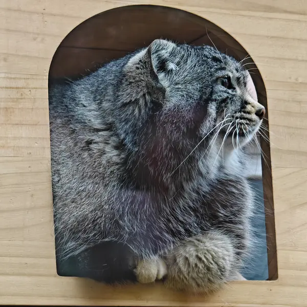 青海チベット高原野生動物園のスン・サンランの写真
