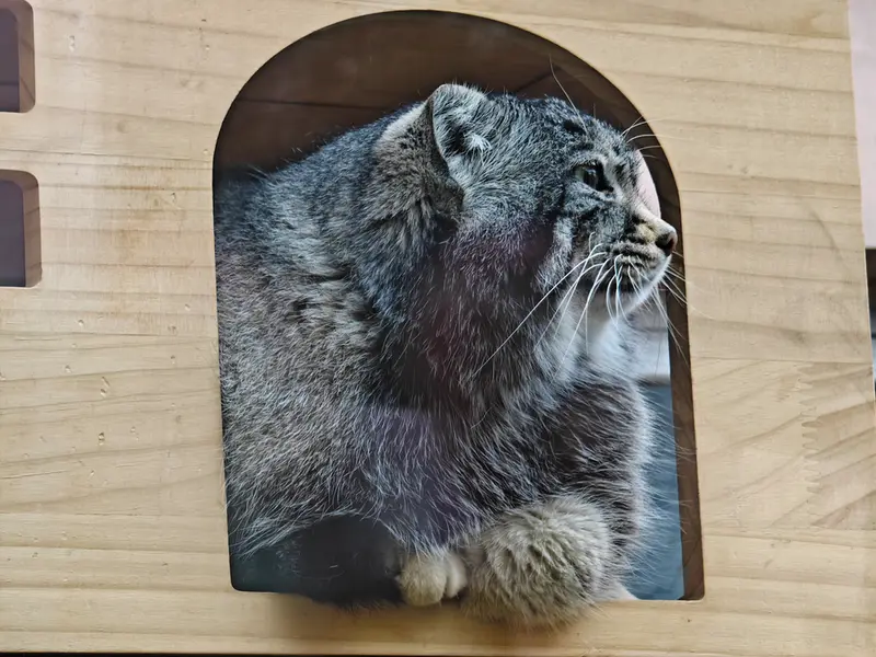 青海チベット高原野生動物園のスン・サンランの写真