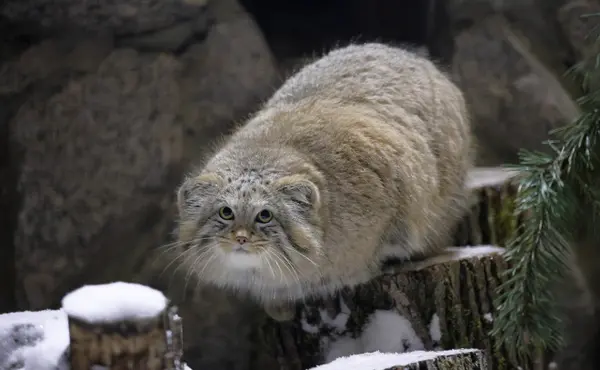 マヌルネコの写真