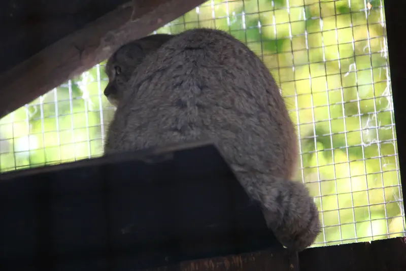 コシツェ動物園のアラニの子（2026年生まれ）Ⅰの写真