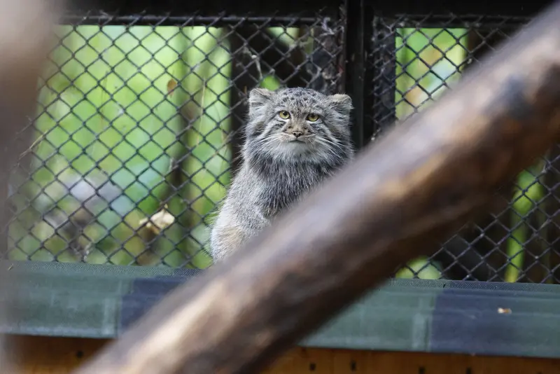ノヴォシビルスク動物園のマヌルネコの写真