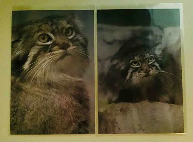 マヌルネコの写真